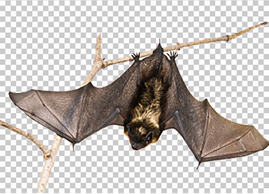 Murciélago Boca Abajo Png Imágenes Transparentes
